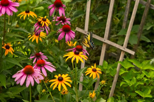 How to Start a Pollinator Garden in 2026