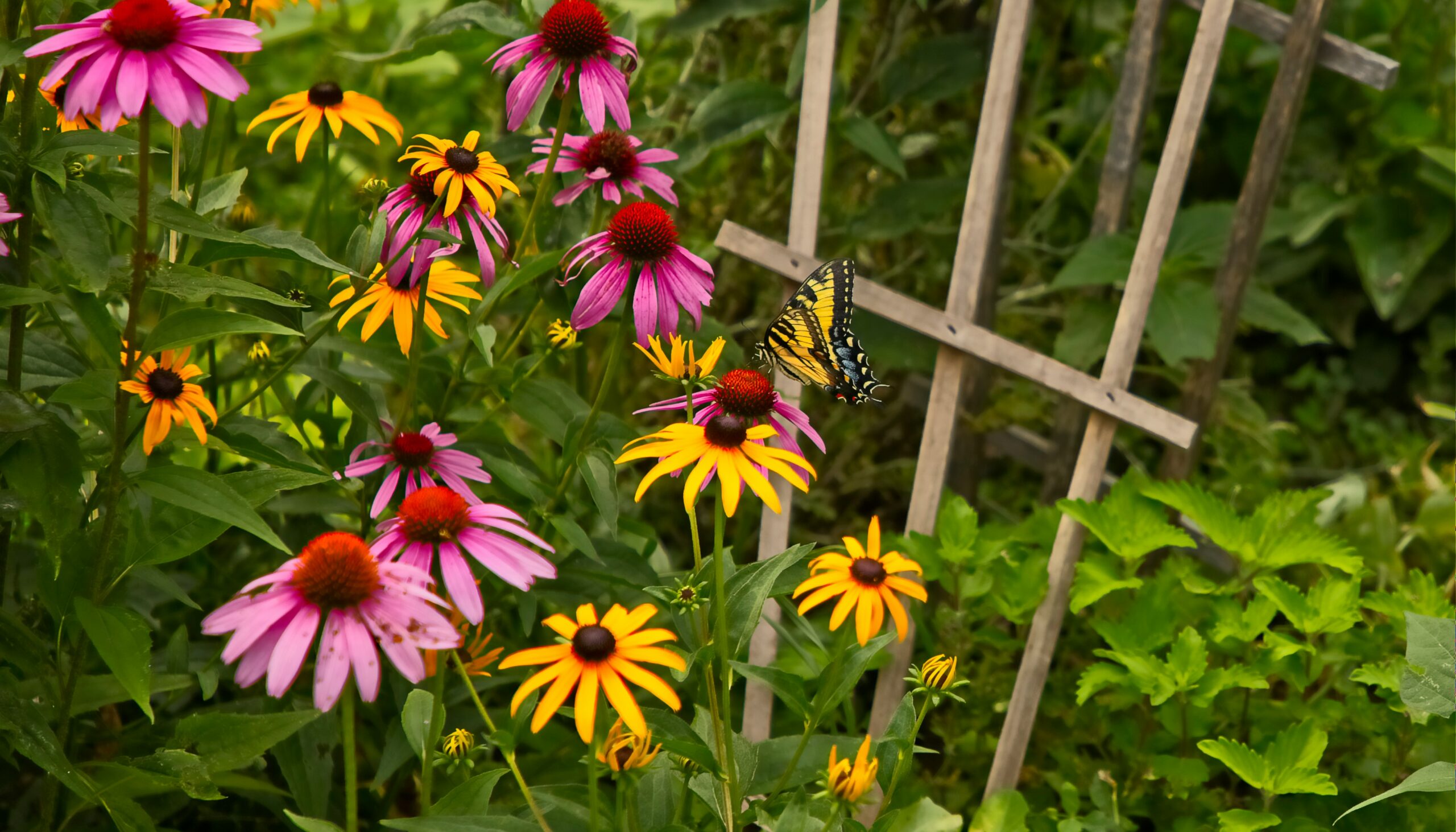 How to Start a Pollinator Garden in 2026