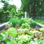 How to Start a Raised Bed Vegetable