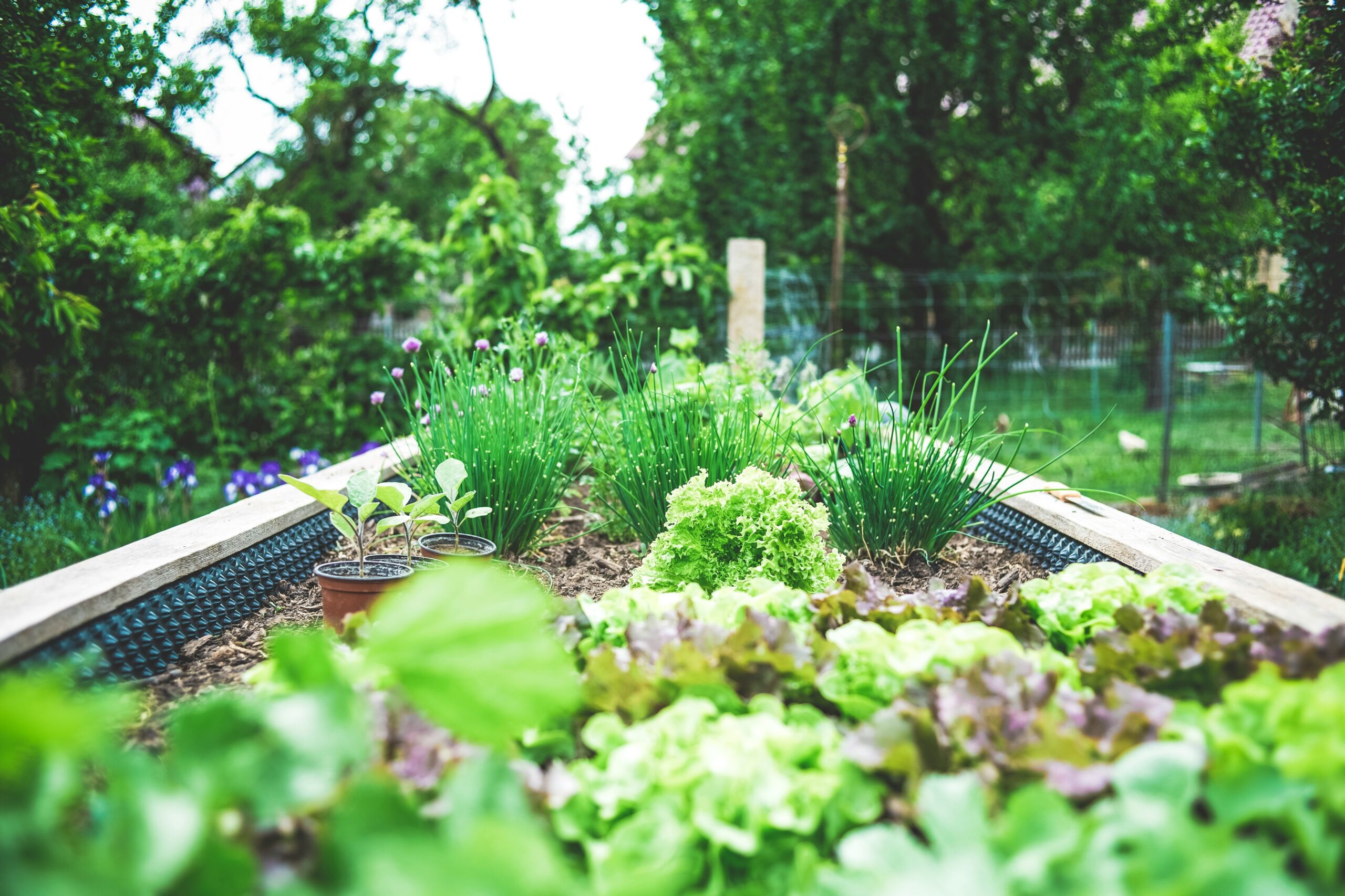 How to Start a Raised Bed Vegetable