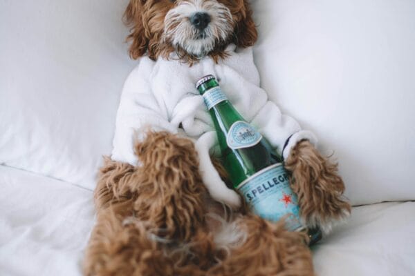 Best Pet-Friendly Hotels in the US and Canada for 2026: