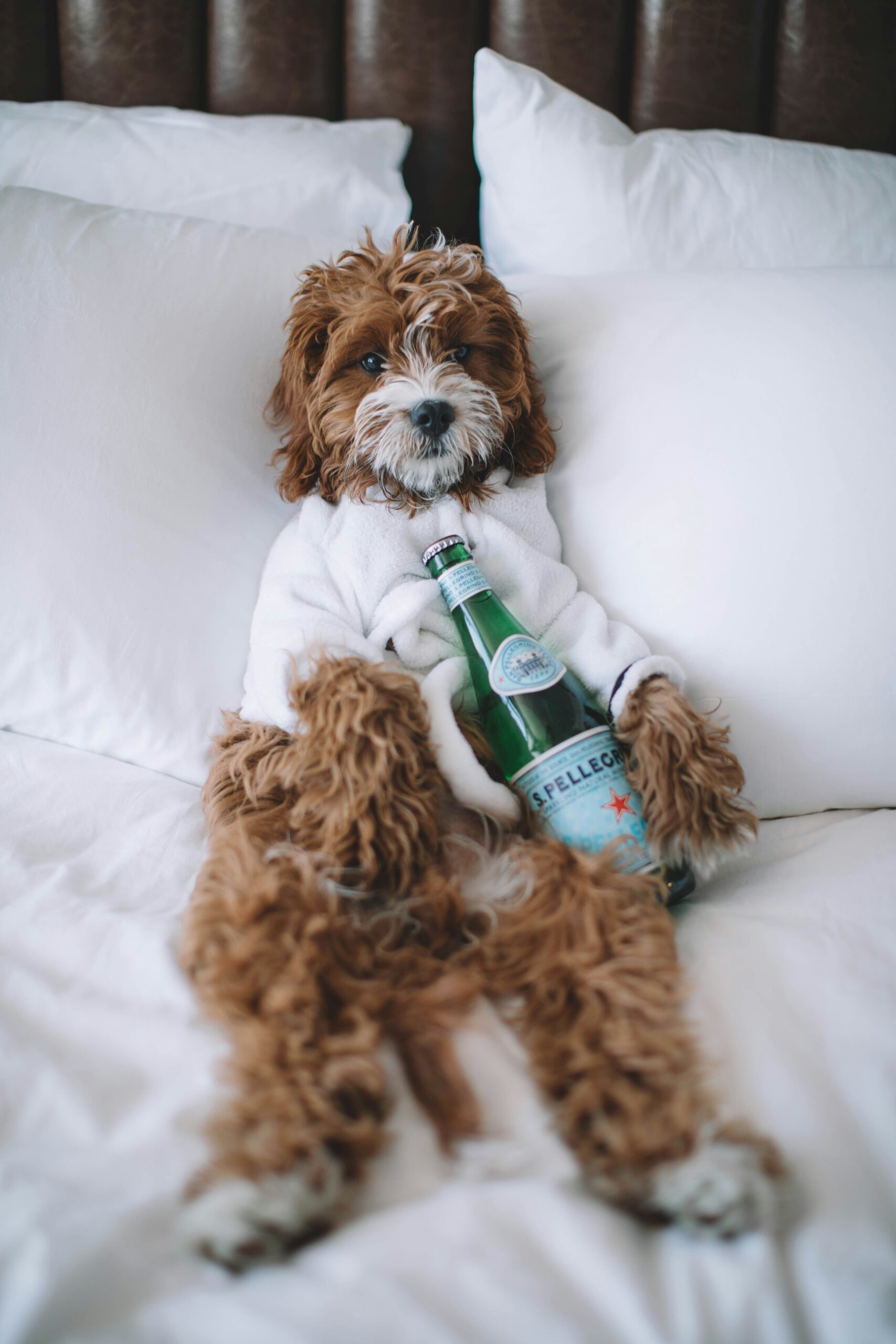 Best Pet-Friendly Hotels in the US and Canada for 2026: